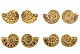 Orange, Jurassic-Aged Cut & Polished Ammonite Fossils - 1 1/4 to 1 1/2" - Photo 2